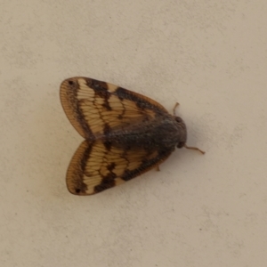 Scolypopa australis at Lyons, ACT - 6 Mar 2024 09:07 AM