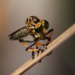 Asilidae (family) at Broulee Moruya Nature Observation Area - 4 Mar 2024 by LisaH