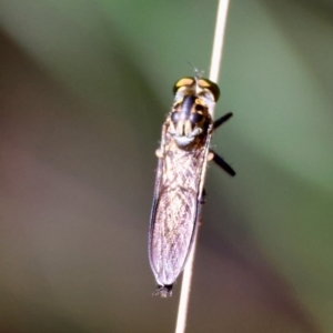 Ommatius sp. at Moruya, NSW - suppressed