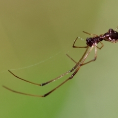 Unverified Spider by LisaH