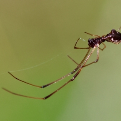 Unidentified Spider (Araneae) at Broulee Moruya Nature Observation Area - 4 Mar 2024 by LisaH