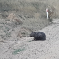 Vombatus ursinus (Bare-nosed Wombat) at Shannons Flat, NSW - 5 Mar 2024 by JARS