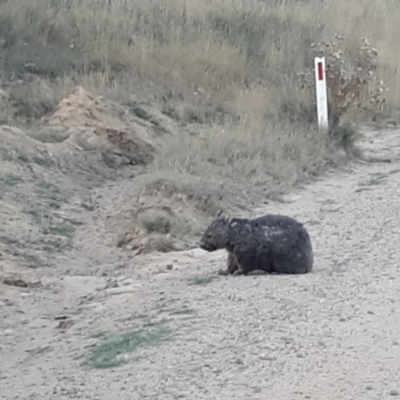 Vombatus ursinus (Common wombat, Bare-nosed Wombat) at Shannons Flat, NSW - 5 Mar 2024 by JARS