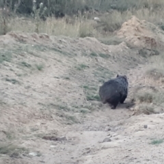 Vombatus ursinus at Shannons Flat, NSW - 5 Mar 2024