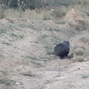 Vombatus ursinus at Shannons Flat, NSW - 5 Mar 2024 07:28 PM