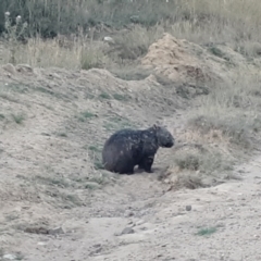 Vombatus ursinus at Shannons Flat, NSW - 5 Mar 2024 07:28 PM