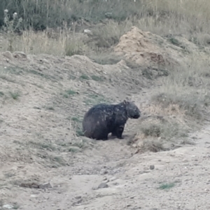 Vombatus ursinus at Shannons Flat, NSW - 5 Mar 2024 07:28 PM