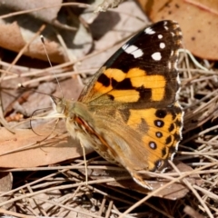 Vanessa kershawi (Australian Painted Lady) at Broulee Moruya Nature Observation Area - 4 Mar 2024 by LisaH