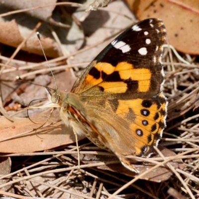 Vanessa kershawi (Australian Painted Lady) at Broulee Moruya Nature Observation Area - 4 Mar 2024 by LisaH