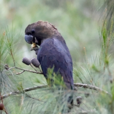 Calyptorhynchus lathami lathami (Glossy Black-Cockatoo) at Broulee Moruya Nature Observation Area - 4 Mar 2024 by LisaH