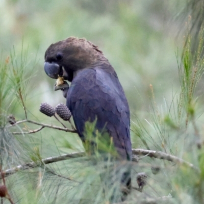 Calyptorhynchus lathami lathami (Glossy Black-Cockatoo) at Moruya, NSW - 4 Mar 2024 by LisaH