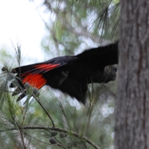 Calyptorhynchus lathami lathami at Moruya, NSW - suppressed