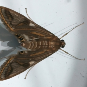 Strepsinoma foveata at Ainslie, ACT - 20 Feb 2024