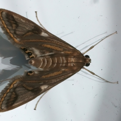 Strepsinoma foveata (Pyralid moth, Snout moth) at Ainslie, ACT - 20 Feb 2024 by jb2602