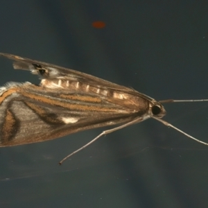 Strepsinoma foveata at Ainslie, ACT - 20 Feb 2024