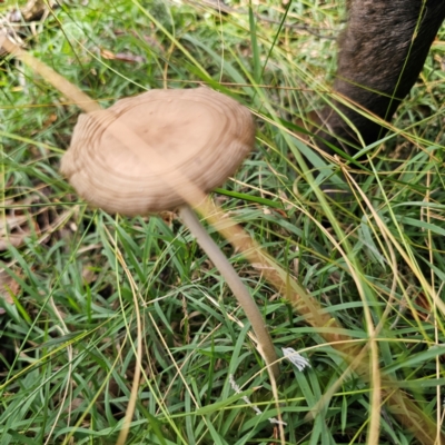 Oudemansiella gigaspora group (Rooting Shank) at Captains Flat, NSW - 5 Mar 2024 by Csteele4