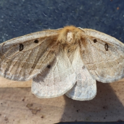 Anthela ocellata (Eyespot Anthelid moth) at Broulee Moruya Nature Observation Area - 4 Mar 2024 by LisaH