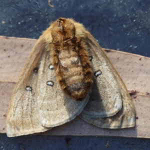 Anthela ocellata at Moruya, NSW - suppressed