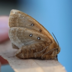 Anthela ocellata at Moruya, NSW - suppressed