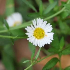 Erigeron karvinskianus at QPRC LGA - 5 Mar 2024