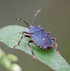 Notius depressus (Shield bug) at Budawang, NSW - 4 Mar 2024 by LisaH