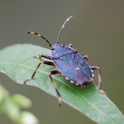 Notius depressus (Shield bug) at Mongarlowe River - 4 Mar 2024 by LisaH