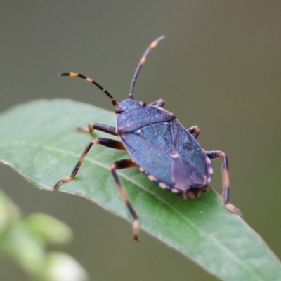 Unidentified Shield, Stink or Jewel Bug (Pentatomoidea) at Mongarlowe River - 4 Mar 2024 by LisaH