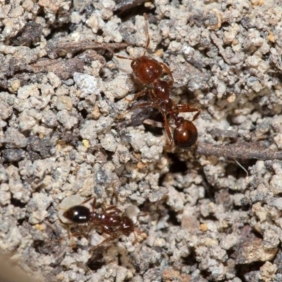 Solenopsis invicta (Fire Ant, Red Imported Fire Ant) at Larapinta, QLD - 29 May 2022 by michaelb