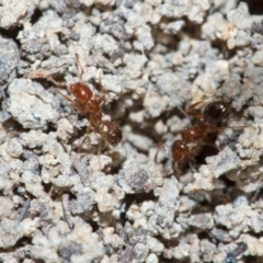 Solenopsis invicta at Larapinta, QLD - 29 May 2022 11:27 AM