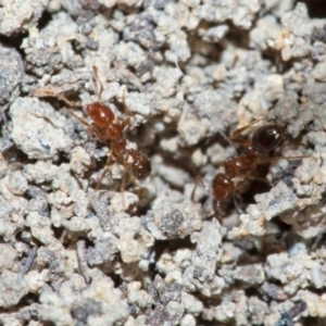 Solenopsis invicta at Larapinta, QLD - 29 May 2022