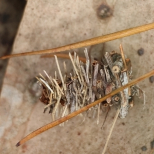 Lomera xanthochrysa at QPRC LGA - suppressed