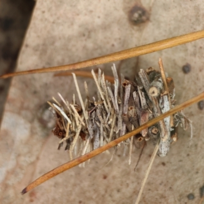 Lomera xanthochrysa (Lateral case moth) at Mongarlowe River - 5 Mar 2024 by LisaH