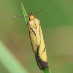 Poliorhabda auriceps (A Concealer moth (Wingia Group)) at Mongarlowe, NSW - 5 Mar 2024 by LisaH