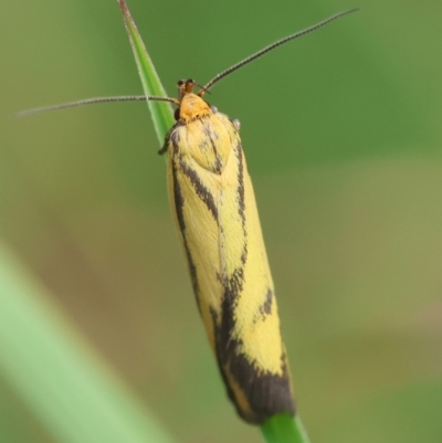 Poliorhabda auriceps (A Concealer moth (Wingia Group)) at QPRC LGA - 5 Mar 2024 by LisaH