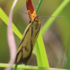 Poliorhabda auriceps at QPRC LGA - 5 Mar 2024