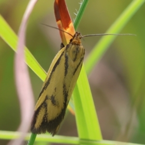 Poliorhabda auriceps at QPRC LGA - 5 Mar 2024