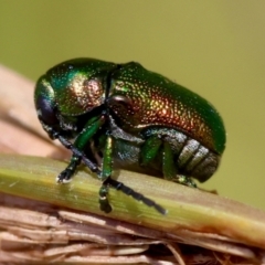 Aporocera (Aporocera) jacksoni (Leaf beetle) at QPRC LGA - 5 Mar 2024 by LisaH