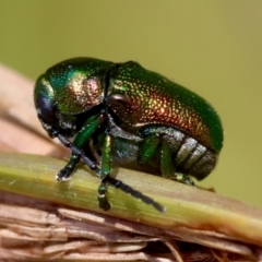 Unidentified Leaf beetle (Chrysomelidae) at QPRC LGA - 5 Mar 2024 by LisaH