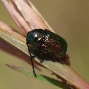 Aporocera (Aporocera) jacksoni at suppressed - 5 Mar 2024