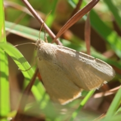 Heliocheilus (genus) at Mongarlowe, NSW - 5 Mar 2024 by LisaH