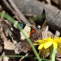 Vanessa itea (Yellow Admiral) at QPRC LGA - 5 Mar 2024 by LisaH