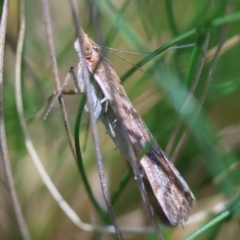 Achyra affinitalis (Cotton Web Spinner) at Mongarlowe River - 5 Mar 2024 by LisaH