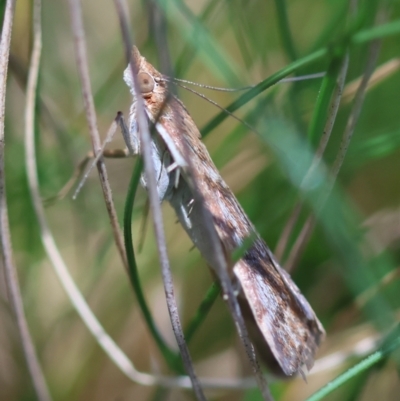 Achyra affinitalis (Cotton Web Spinner, Pyraustinae) at QPRC LGA - 5 Mar 2024 by LisaH