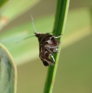 Tebenna micalis at QPRC LGA - 5 Mar 2024