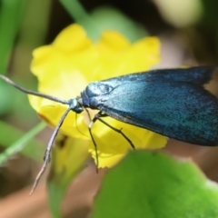 Pollanisus (genus) at QPRC LGA - 5 Mar 2024