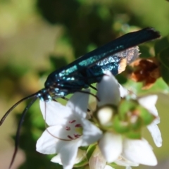 Pollanisus (genus) at QPRC LGA - 5 Mar 2024