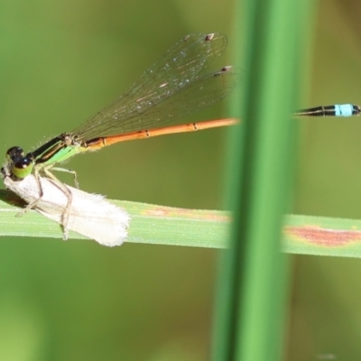 Ischnura aurora (Aurora Bluetail) at Mongarlowe, NSW - 5 Mar 2024 by LisaH