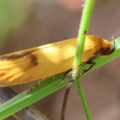 Endeolena xanthiella (Concealer moth (Wingia group)) by LisaH