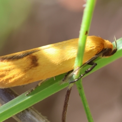 Endeolena xanthiella (Concealer moth (Wingia group)) by LisaH