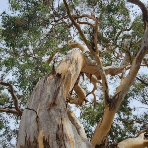 Eucalyptus polyanthemos subsp. polyanthemos at Mount Taylor - 6 Mar 2024